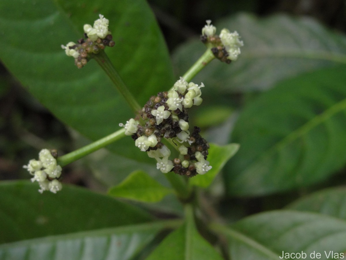 Psychotria nigra var. nigra